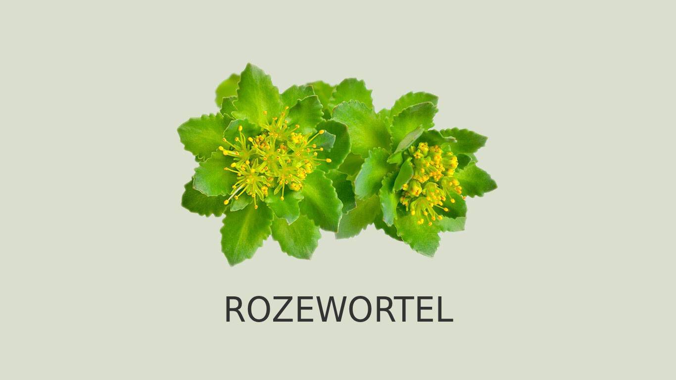 Image of roseroot on a green background with caption: ROSENWURZ.